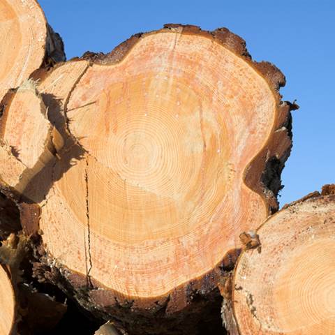 Douglas Fir Wood Logs and Timber