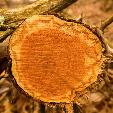 eastern red cedar wood uses