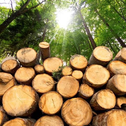 white pine lumber ready to build a log cabin